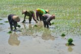 Kenaikan nilai tukar petani