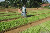 Petani menyiram bibit tembakau di Desa Penaguan, Pamekasan, Jawa Timur, Sabtu (4/4/2021). Sejumlah petani di daerah itu mulai menyemai benih dan bahkan ada beberapa yang panen bibit tembakau kendati hingga awal  bulan April ini  curah hujan masih cukup tinggi. Antara Jatim/Saiful Bahri/zk.