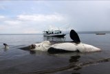 Wisatawan melihat paus pembunuh (Orcinus orca) yang mati terdampar di Pantai Bangsring, Banyuwangi, Jawa Timur, Sabtu (3/4/2021). Paus pembunuh dengan panjang sekitar enam meter itu sebelumnya terlihat oleh nelayan setempat melintas di Selat Bali pada Jumat (2/3) dan akhirnya ditemukan terdampar dalam kondisi mati. ANTARA FOTO/Budi Candra Setya/nym.