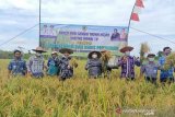 Barut  panen padi varietas Inpari 19 di sawah tadah hujan