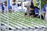 Peserta mengikuti pelatihan budi daya hidroponik di Balai Latihan Kerja Banyuwangi, Jawa Timur, Jumat (2/4/2021). Sebanyak 16 peserta pelatihan budi daya hidroponik di BLK Banyuwangi itu untuk menyiapkan pelaku Usaha Mikro Kecil sebagai upaya menopang perekonomian nasional maupun daerah. Antara Jatim/Budi Candra Setya/zk.