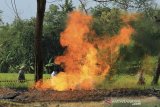 Petugas memeriksa areal sekitar semburan api dari gas liar di Desa Sukaperna, Tukdana, Indramayu, Jawa Barat, Sabtu (3/4/2021). Semburan gas liar yang terbakar itu terjadi sejak lima hari lalu dan diduga bersumber dari sumur peninggalan zaman Belanda yang sudah tidak digunakan. ANTARA JABAR/Dedhez Anggara/agr