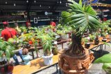  Juri memberi penilaian saat kontes bonsai kelapa di Halaman Kantor Perpustakaan dan Arsip, Pamekasan, Jawa Timur, Minggu (4/4/2021). Silaturrahmi dan kontes bonsai kelapa yang digagas komunitas pecinta bonsai kelapa Pamekasan'Sakera' itu diikui 150 peserta se Jatim. Antara Jatim/Saiful Bahri/zk