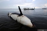 Paus Pembunuh (Orcinus orca) mati terdampar di Pantai Bangsring, Banyuwangi, Jawa Timur, Sabtu (3/4/2021). Paus pembunuh dengan panjang sekitar 6 meter itu sebelumnya terlihat nelayan setempat melintas di Selat Bali pada Jumat (2/3) dan akhirnya ditemukan terdampar dalam kondisi mati. Antara Jatim/Budi Candra Setya/zk