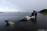 Warga menaiki Paus Pembunuh (Orcinus orca) yang mati terdampar di Pantai Bangsring, Banyuwangi, Jawa Timur, Sabtu (3/4/2021). Paus pembunuh dengan panjang sekitar 6 meter itu sebelumnya terlihat nelayan setempat melintas di Selat Bali pada Jumat (2/3) dan akhirnya ditemukan terdampar dalam kondisi mati. Antara Jatim/Budi Candra Setya/zk