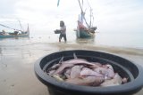 RENCANAKAN PEMBAYARAN SISTEM DIGITAL. Nelayan menurunkan ikan hasil tangkapannya di Pantai Desa Tanjung,  Pamekasan, Jawa Timur, Senin (5/4/2021). Pemkab Pamekasan berencana menerapkan pembayaran sistem digital pada semua sektor ekonomi khususnya di sektor perikanan dengan harapan dapat meningkatkan kesejahteraan nelayan. Antara Jatim/Saiful Bahri/zk