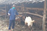 Gunung Kidul membangun damparit Playen dukung ketersediaan pakan ternak