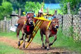 Joki memacu sapi kerapan saat latihan terakhir menjelang kejuaraan kerapan sapi se Madura di Desa Mortajih, Pamekasan, Jawa Timur, Rabu (7/4/2021). Kejuaraan yang dibagi menjadi dua kelompok besar dan kecil itu akan dilaksanakan pada tanggal 10-11 April mendatang, sekaligus merupakan even terakhir sebelum bulan puasa. Antara Jatim/Saiful Bahri/zk