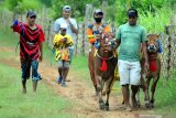 Sepasang sapi kerapan saat latihan terakhir menjelang kejuaraan kerapan sapi se Madura di Desa Mortajih, Pamekasan, Jawa Timur, Rabu (7/4/2021). Kejuaraan yang dibagi menjadi dua kelompok besar dan kecil itu akan dilaksanakan pada tanggal 10-11 April mendatang, sekaligus merupakan even terakhir sebelum bulan puasa. Antara Jatim/Saiful Bahri/zk