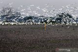 Kawanan burung kuntul putih (babulcus ibis) terbang di atas kawasan landfill baru Tempat Pembuangan Akhir (TPA) Jabon, Sidoarjo, Jawa Timur, Rabu (7/4/2021). Kementerian Pekerjaan Umum dan Perumahan Rakyat (PUPR) menyelesaikan revitalisasi Tempat Pembuangan Akhir (TPA) sampah dengan mengembangkan penimbunan sampah terbuka (open dumping) dan pembangunan landfill baru seluas 5,89 hektar dengan kapasitas 1.650.000 m3. Antara Jatim/Umarul Faruq/zk