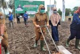 Pemkab Mamuju kukuhkan 10 kelompok tani jagung Kecamatan Papalang