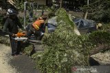 Petugas Dpkp3 Kota Bandung mengevakuasi pohon tumbang yang menimpa mobil di Bandung, Jawa Barat, Kamis (8/4/2021). Sedikitnya lima mobil mengalami rusak akibat tertimpa pohon yang diduga tumbang akibat cuaca angin kencang yang terjadi di Kota Bandung. ANTARA JABAR/Novrian Arbi/agr
