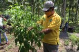 Harga cabai di Sangihe Rp110 ribu per kilogram