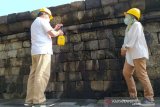 Minyak atsiri resmi bahan konservasi perawatan batuan Candi Borobudur