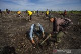 Pegiat lingkungan bersama mahasiswa menanam bibit pohon saat kick off Rehabilitasi Hutan dan Lahan (RHL) APBN 2021 dan penanaman satu juta pohon se-Kalsel di kawasan RTH Embung Lok Kudat, Banjarbaru, Kalimantan Selatan, Jumat (9/4/2021). Pemerintah Provinsi Kalimantan Selatan kembali menggalakkan program menanam satu juta pohon di Kalimantan Selatan sebagai upaya pelestarian lingkungan dan mitigasi bencana. Foto Antaranews Kalsel/Bayu Pratama S.