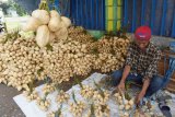 Penjual menata bengkuang di Magetan, Jawa Timur, Kamis (8/4/2021). Penjual yang mengaku berasal dari Kediri tersebut mendatangkan bengkuang dari Tuban Jawa Timur dan dijual dengan harga antara Rp10.000 hingga Rp15.000 per ikat tergantung besar kecilnya bengkuang. Antara Jatim/Siswowidodo/zk