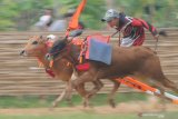 Joki memacu sapi kerapan saat kejuaraan kerapan sapi se Madura di Desa Mortajih, Pamekasan, Jawa Timur, Sabtu (10/4/2021). Kejuaraan kerapan sapi yang berlangsung selama dua hari itu di bagi tiga kelompok yaitu besar, sedang dan kecil atau A, B dan C dan diikuti puluhan pasang sapi se Madura dan Probolinggo. Antara Jatim/Saiful Bahri/zk