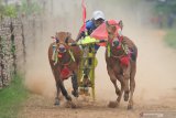 Joki memacu sapi kerapan saat kejuaraan kerapan sapi se Madura di Desa Mortajih, Pamekasan, Jawa Timur, Sabtu (10/4/2021). Kejuaraan kerapan sapi yang berlangsung selama dua hari itu di bagi tiga kelompok yaitu besar, sedang dan kecil atau A, B dan C dan diikuti puluhan pasang sapi se Madura dan Probolinggo. Antara Jatim/Saiful Bahri/zk