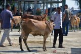 TRANSAKSI TERNAK  JELANG TRADISI MEUGANG RAMADHAN DI PASAR HEWAN. Pedagang dan peternak melakukan transaksi jual beli sapi di pasar hewan tradisional, Desa Cot Irie, Kecamatan Krueng Baruna Jaya, Kabupaten Aceh Besar, Aceh, Sabtu (10/4/2021). Menjelang tradisi meugang (hari memotong ternak) menyambut bulan Ramadhan 1422 H di daerah itu, harga penawaran sapi lokal dan sapi peranakan kisaran Rp 14 juta hingga Rp 40 juta per ekor menurut besarannya  atau naik sekitar 15 persen dari harga sebelumnya. ANTARA FOTO/Ampelsa.