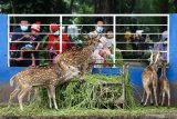 Warga memberi makan rusa di Taman Flora Jalan Manyar, Surabaya, Jawa Timur, Sabtu (10/4/2021). Pemkot Surabaya membuka kembali delapan taman kota di Surabaya yang sebelumnya ditutup karena pandemi COVID-19 dengan menerapkan pembatasan jumlah pengunjung dan protokol kesehatan ketat. Antara Jatim/Didik Suhartono/zk.