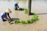 Petani mengamankan bibit padi agar tak hanyut terbawa air saat banjir di Kwadungan, Ngawi, Jawa Timur, Minggu (11/4/2021). Banjir luapan Sungai Madiun merendam sejumlah desa di wilayah tersebut dan mengakibatkan sejumlah ruas jalan dan puluhan hektare sawah yang memasuki musim tanam padi terendam. Antara Jatim/Siswowidodo/zk.