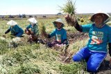 Warga Majene makin berminat tanam bawang