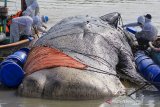 Sejumlah tim gabungan memeriksa bangkai ikan paus yang terdampar di pantai Bungko, Kapetakan, Kabupaten Cirebon, Jawa Barat, Selasa (13/4/2021). Bangkai ikan paus yang diduga jenis Paus Sperma (Physeter Macrocephalus) sepanjang 15 meter itu ditemukan terdampar oleh nelayan dalam kondisi mati pada Minggu (11/4) lalu. ANTARA JABAR/Dedhez Anggara/agr