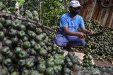 Perajin mengolah buah kolang kaling yang sudah dipanen di Desa Sadananya, Kabupaten Ciamis, Jawa Barat, Jumat (16/4/2021). Permintaan kolang kaling di Bulan Ramadhan meningkat dibanding hari biasanya dan petani bisa menjual buah kolang kaling dengan harga Rp 9.000 per kilogram dari sebelumnya Rp 5.000 per kilogram dengan memproduksi 15-20 kilogram per harinya. ANTARA JABAR/Adeng Bustomi/agr
