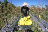 Pekerja memanen buah melon golden di Muara Bulian, Batanghari, Jambi, Jumat (16/4/2021). Selama bulan Ramadhan, omzet penjualan melon yang dijual Rp20 ribu per kilogram tersebut berkisar antara Rp10 juta sampai Rp15 juta per hari. ANTARA FOTO/Wahdi Septiawan/wsj.