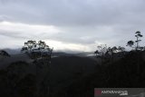 Pemerintah upayakan flora-fauna Papua tak hanya jadi cerita legenda