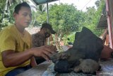 Ini dugaan warga Padang Pariaman, atas temukan batu seberat delapan kilogram di kebun pepaya (Video)