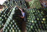 Pedagang menata buah semangka yang dijual di Pasar Induk Osowilangun, Surabaya, Jawa Timur, Selasa (20/4/2021). Menurut pedagang, penjualan buah semangka saat bulan Ramadhan yang dibanderol dengan harga Rp5.000-Rp7.000 per kilogram tersebut naik sekitar dua puluh persen dibanding hari biasanya. Antara Jatim/Moch Asim/zk.