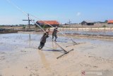 Pekerja meratakan lahan garam di Desa Bunder, Pamekasan, Jawa Timur, Selasa (20/4/2021). Petani  garam di kabupaten itu mulai menyiapkan lahannya untuk menyambut musim olah tahun ini. Antara Jatim/Saiful Bahri/zk