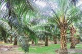 TSE Group 'jemput bola' serap tenaga kerja orang asli Papua