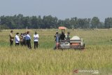 Presiden Joko Widodo (tengah) berbincang dengan petani saat menghadiri panen raya padi di desa Wanasari, Bangodua, Indramayu, Jawa Barat, Rabu (21/4/2021). Selain menghadiri panen raya, Presiden juga berdialog untuk menerima keluhan para petani. ANTARA JABAR/Dedhez Anggara/agr