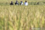 Presiden Joko Widodo (tengah) berbincang dengan petani saat menghadiri panen raya padi di desa Wanasari, Bangodua, Indramayu, Jawa Barat, Rabu (21/4/2021). Selain menghadiri panen raya, Presiden juga berdialog untuk menerima keluhan para petani. ANTARA JABAR/Dedhez Anggara/agr