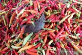 Harga cabai di Sangihe turun menjadi Rp80 ribu per kilogram