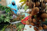 Seorang ibu membuang daun buah klengkeng dari tangkainya saat panen di Kelurahan Gladak Anyar, Pamekasan, Jawa Timur, Kamis (22/4/2021). Menurut petani, produksi klengkeng di daerah itu turun hingga 30 persen akibat mengering dan rontok karena dibungkus sejak bakal buah. Antara Jatim/Saiful Bahri/zk.