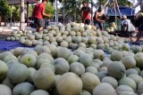 Petani memanen buah melon di areal persawahan kawasan Wonoayu, Sidoarjo, Jawa Timur, Minggu (25/4/2021). Buah melon yang dijual dengan harga Rp7.000 per kilogram tersebut dikirim ke Surabaya untuk memenuhi permintaan saat berbuka puasa pada bulan Ramadhan. Antara Jatim/Umarul Faruq/zk.