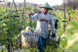 Petani mengangkut melon saat panen di areal persawahan kawasan Wonoayu, Sidoarjo, Jawa Timur, Minggu (25/4/2021). Buah melon yang dijual dengan harga Rp7.000 per kilogram tersebut dikirim ke Surabaya untuk memenuhi permintaan saat berbuka puasa pada bulan Ramadhan. Antara Jatim/Umarul Faruq/zk.