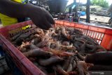 Warga menyiapkan udang saat akan ditimbang di Pantai Jumiang, Pamekasan, Jawa Timur, Minggu (25/4/2021). Kementerian Kelautan dan Perikanan (KKP) membidik peluang pasar ekspor udang dari volume saat ini 857 ribu ton menjadi dua juta ton per tahun pada tahun 2024. Antara Jatim/Saiful Bahri/zk.