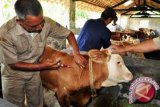 Kabupaten OKU targetkan tambah 600 ekor populasi sapi