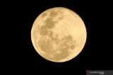 Fenomena bulan purnama merah muda (Supermoon pink moon) terlihat di Malang, Jawa Timur, Selasa (27/4/2021). Lembaga Penerbangan dan Antariksa Nasional (Lapan) mencatat fenomena supermoon tersebut terjadi karena posisi bulan berada di titik terdekat (perige) dengan bumi yakni sekitar 356,909 kilometer. Antara Jatim/Ari Bowo Sucipto/zk.