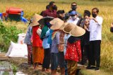 Presiden Joko Widodo (kanan) didampingi Ketua DPR RI Puan Maharani (kedua kanan) berdialog dengan petani dalam Kunjungan Kerja di Kanigoro, Pagelaran, Malang, Jawa Timur, Kamis (29/4/2021). Dalam kunjungan tersebut, Presiden melakukan panen raya serta memberikan bantuan bagi korban gempa Malang. ANTARA FOTO/Ari Bowo Sucipto/nym.