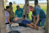 Warga Pringgasela Lotim digegerkan temuan mayat di pematang sawah