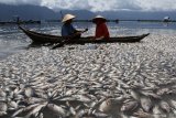 Ratusan ton ikan mati mendadak di KJA Danau Maninjau