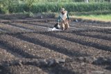  Petani menyiapkan lahan untuk ditanami bawang merah di Desa Paron, Kediri, Jawa Timur, Senin (3/5/2021). Badan Pusat Statistik (BPS) mencatat Nilai Tukar Petani (NTP) nasional pada Bulan April 2021 sebesar 102,93 atau turun 0,35 persen dari Maret 2021 yang mencapai 103,29. Antara Jatim/Prasetia Fauzani/zk