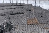 Seorang petani mencari kentang yang tertimbun lumpur akibat erupsi freatik kawah Sileri di kawasan dataran tinggi Dieng desa Kepakisan, Batur, Banjarnegara, Jateng, Selasa (4/5/2021). Erupsi kawah Sileri yang terjadi pada (30/4/2021) mengakibatkan sedikitnya 20 hektare lahan pertanian rusak dan pipa untuk pemandian wisata air panas putus. ANTARA FOTO/Anis Efizudin/nym.