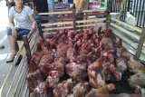 Harga ayam potong di Makassar mulai bergerak naik