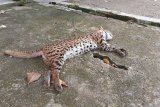 Warga Agam temukan kucing hutan kondisi mati di Pasar Lubukbasung
